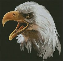(image for) Bald Eagle Head - Large