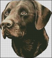 (image for) Chocolate Labrador Head