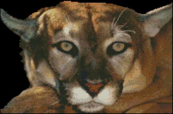 (image for) Cougar Face