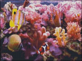 (image for) Great Barrier Reef