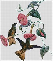 (image for) Hummingbirds