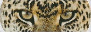 (image for) Leopard Eyes