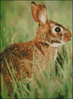 (image for) Rabbit - Medium Large