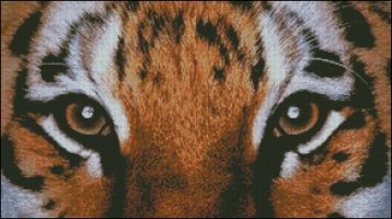 (image for) Tiger Eyes - Medium Large