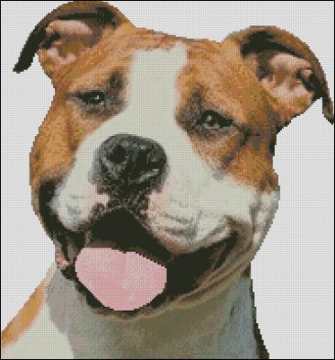 (image for) American Staffordshire Terrier Head