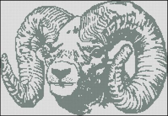 (image for) Bighorned Sheep