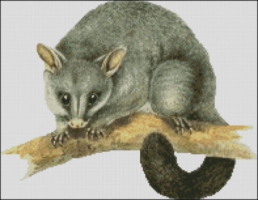 (image for) Brushtail Possum