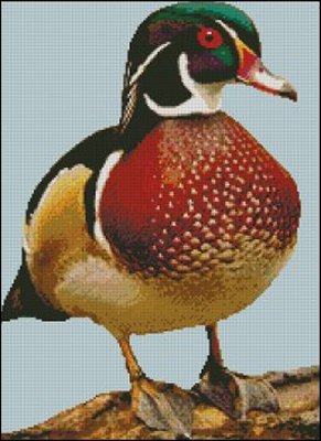 (image for) Drake Wood Duck