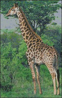 (image for) Giraffe