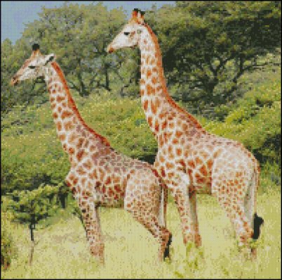 (image for) Giraffes 2