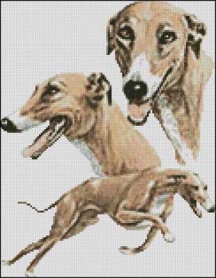 (image for) Greyhounds