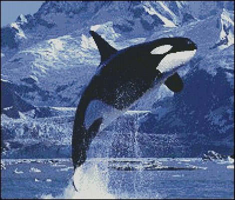 (image for) Killer Whale