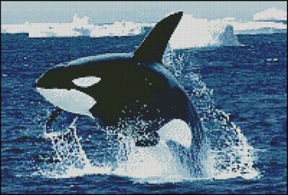(image for) Killer Whale 2